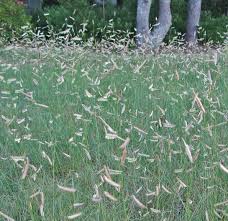 Image result for Cayratia gracilis