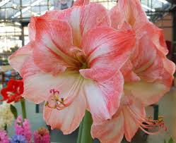 Preferite i bulbi da fiore per le bordure delle aiuole, come gli iris e i. 51 Idee Su Bulbi Nel 2021 Fiori Fiori Da Bulbo Tulipano