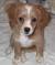 Cocker Spaniel Chihuahua Mix Puppy