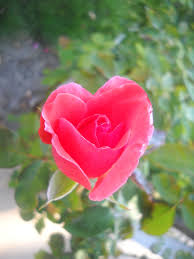 Rose Heart Beautiful Flowers Heart In Nature Flowers