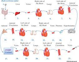 Arteries transport blood away from the heart. Hepatic Portal System An Overview Sciencedirect Topics
