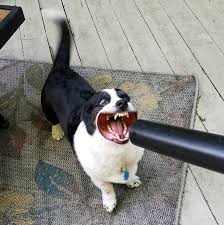 Discover the magic of the internet at imgur, a community powered entertainment destination. Corgi Vs Leaf Blower Funny