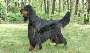 You can find and download the gordon setter puppies for sale 2021 files here. Gordon Setter Breed Information
