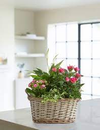 Marks and spencer flowers and plants. Flowers Plants M S