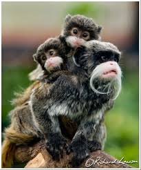 Emperor Tamarin Animals Beautiful Animals Friends Cute Animals