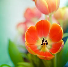 images?q=tbn:ANd9GcSA0FswvLnaKfslbFDeAEnIyvSReBEfvSEaaGV7NIKrpy8LDDnM