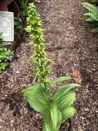 Image result for Uvariastrum