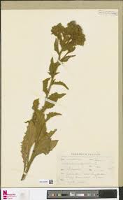 Image result for Agelanthus gracilis