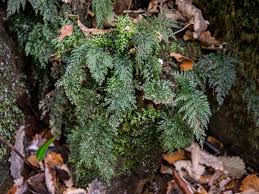 Image result for Vandenboschia gigantea