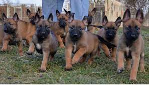 Please contact or call us at (00353) 87 2384668. Belgian Shepherd Dog Malinois Dogs Sale Ireland 2021 Belgian Shepherd Dog Malinois Puppies Buy Buy Belgian Shepherd Dog Malinois Breeders Belgian Shepherd Dog Malinois Dogs Breed Belgian Shepherd Dog Malinois Dogs For Adoption