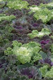 With a frost, the water within plant tissue may or may not actually freeze, depending on other conditions. 8 Frost Resistant Vegetables Lovetoknow