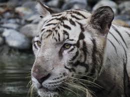 Information about dota 2 team tigers. India S Wild Tiger Population Up Some 30 Since 2014 According To Census Npr
