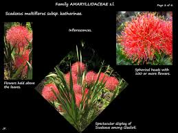 Image result for Scadoxus multiflorus