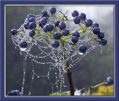 Items In Alonselaspraypaint Store On Ebay Spider Art Cool Pictures Water Drops