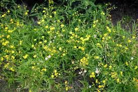 Image result for Senecio madagascariensis