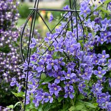 Image result for Clematis pulchra