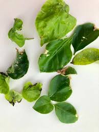 This often deters rabbits—unless there is little else to eat. What Is Destroying My Bougainvillea Plants Hometalk