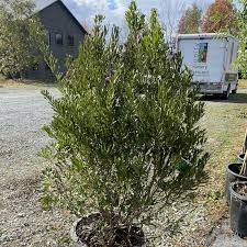 Image result for Myrica serrata