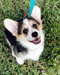 Top 10 Smartest Dog Breeds In The World Zoponder Smartest Dog Breeds Welsh Corgi Puppies Cute Corgi Puppy