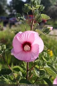 Image result for Hibiscus ludwigii
