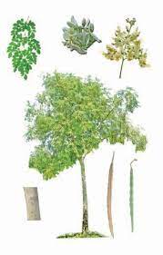 Broad Leaved Trees And Shrubs Trees And Shrubs Deciduous Trees Shrubs