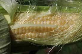 We did not find results for: Incomplete Pollination And Why It Matters Honey Bee Suite