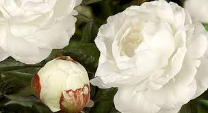 Spring frosts, fertilizing, watering tree peonies, mulch, fall care, peony cut flowers, powdery mildew, botrytis, fungi, peony diseases, tree peonies not blooming, transplanting, and propagating tree peonies tree peony care. Green Works Specialist In Young Plants Paeonia Ranunculus