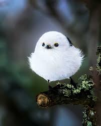 Birds That Can T Fly Far Finnish Photographer Shoots Real Life Angry Birds And We Can T Finish Looking At Them Wild Birds Photography Cute Birds Pet Birds
