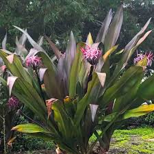 Image result for Crinum asiaticum