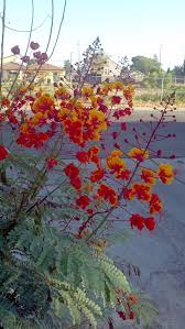 Tropical Bird Of Paradise Arizona Titere Con Bonete Arizona Plants Plants Water Wise Plants