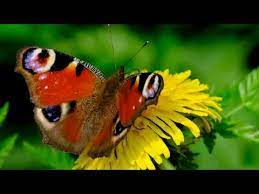 Maybe you would like to learn more about one of these? Brevity Is The Soul Of Lingerie Tommivlog Relax Music For Deep Sleep Youtube