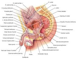 Human Anatomy Ken To Fude No Ryu Kenshu Kai Karate Soke Solly Said Human Anatomy Anatomy Human Body Anatomy