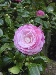 It's really easy to do and obviously the cost of propagating a camellia from a cutting is a lot less than buying a new plant from the garden centre where you can pay anything up to £20.00 for a plant. Camellia Planting And Care How To Care For A Camellia Plant