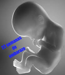 ¿cuántos meses son 22 semanas? Tu Embarazo 22 Semanas De Gestacion