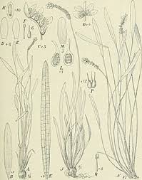 Image result for Aponogeton stuhlmannii