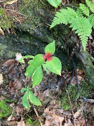 Image result for Hermbstaedtia schaeferi