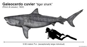 Tiger shark maximum size is typically between 380 & 450 cm total length (tl), with a few individuals reaching 550 cm tl, but the maximum size of tiger sharks in hawaii waters remains. The Size Of The Tiger Shark Galeocerdo Cuvier By Paleonerd01 On Deviantart