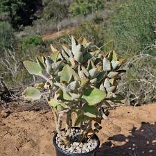 Image result for Kalanchoe velutina