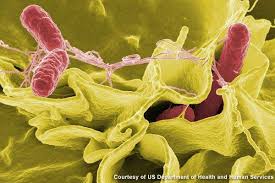 Enterica is the type species and is further divided into six subspecies that include over 2. 3 Salmonella Typhimurium Packaging Gateway