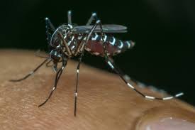 Namun yang dimaksud di sini bukan demam melainkan kenaikan suhu internal. Virus Zika Penyebab Gejala Pengobatan Cara Mencegah Dll