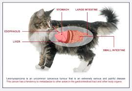 Maybe you would like to learn more about one of these? Stomach Cancer In Cats Symptoms Online Shopping