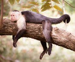 Photo Print Of Wild Monkey In Costa Rica Wildlife Photography Etsy Monkey Photography Wildlife Photography Animal Canvas