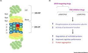Proteasomes are protein complexes inside all eukaryotes and archaea, and in some bacteria. Targeting The 26s Proteasome To Protect Against Proteotoxic Diseases Trends In Molecular Medicine