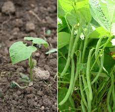 Green beans are usually about the size of a small pencil when ready to harvest. Beans Seed Germination Time Temperature Process Gardening Tips