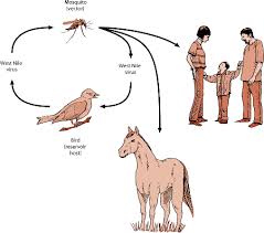 (wood) — kent county says it has detected its first cases of west nile virus in mosquitoes so far this year. West Nile Encephalomyelitis In Horses Horse Owners Veterinary Manual