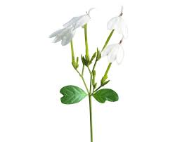 Image result for Rhinacanthus