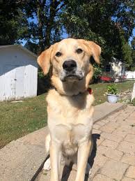 The great pyrenees lab mix goes by many names, including: I D Like To Share My Great Pyrenees Mix With You He Is Mostly Great Pyrenees With Some Yellow Lab And Shepherd Mixed In Greatpyrenees