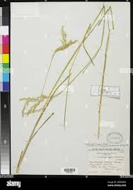 Image result for Andropterum