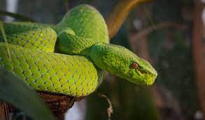 Green Pit Viper 2 The Same Guy As My Previous Green Pit Viper Shot But From A Different Angle And A Wider Crop Pit Viper Viper Animals