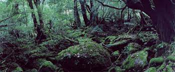 We did not find results for: A Real Life Enchanted Forest The New York Times